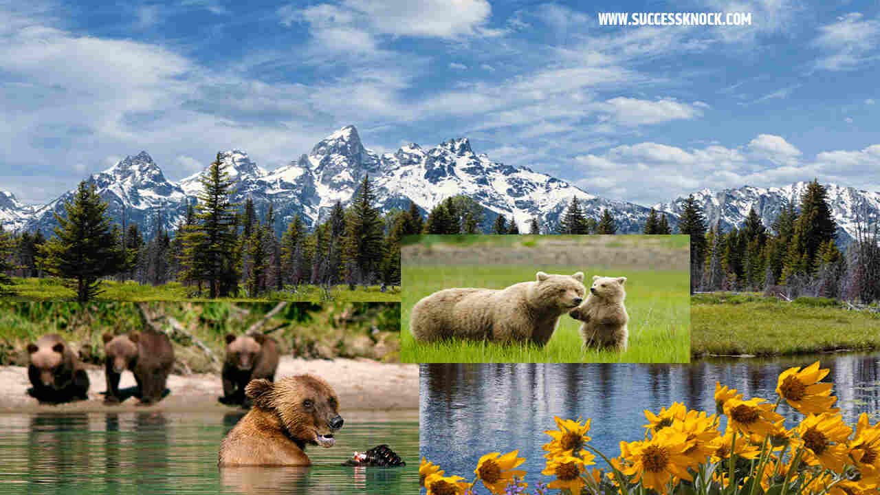 Bear Tourism